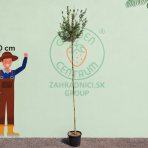 Tyčinkovec (Callistemon citrinus) ´VIOLACEUS´ - výška 260-280 cm, kont. C15L - NA KMIENKU, ružový